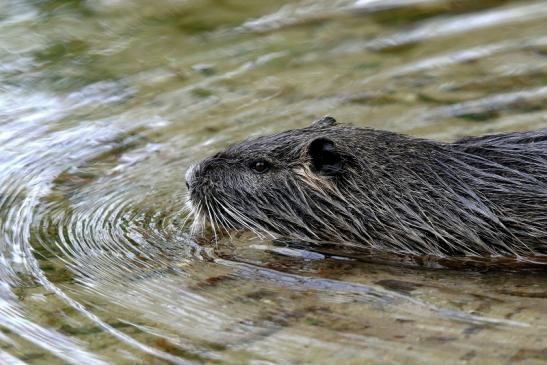 Nutria NSG Mönchbruch 2017