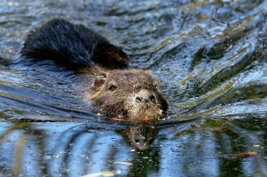 Nutria NSG Mönchbruch 2017