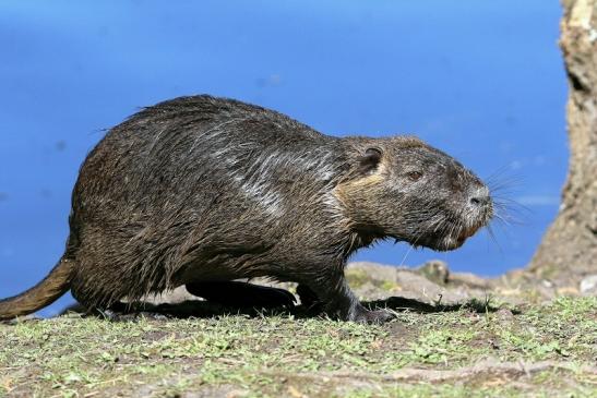 Nutria NSG Mönchbruch 2017