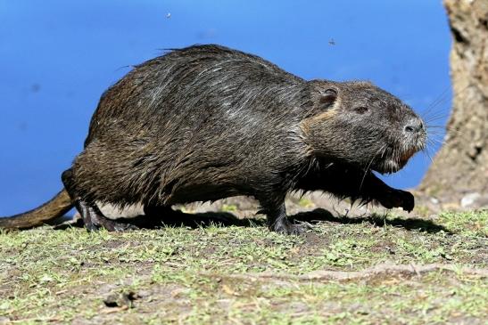 Nutria NSG Mönchbruch 2017