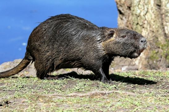 Nutria NSG Mönchbruch 2017