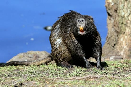 Nutria NSG Mönchbruch 2017