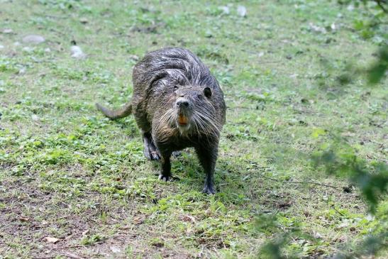 Nutria NSG Mönchbruch 2019