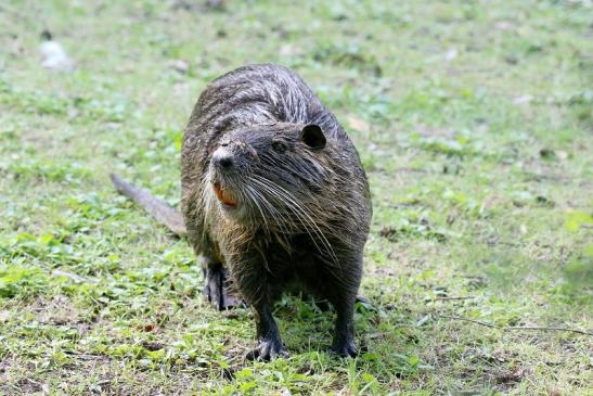 Nutria NSG Mönchbruch 2019