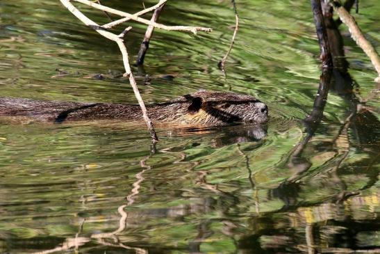 Nutria NSG Mönchbruch 2019