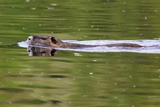 Nutria NSG Mönchbruch 2021