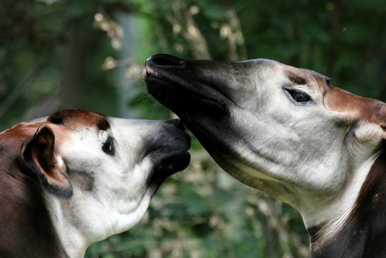 Okapi Zoo Frankfurt am Main 2012