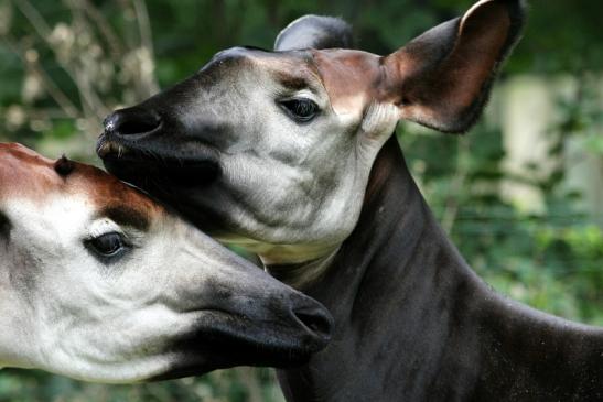 Okapi Zoo Frankfurt am Main 2012