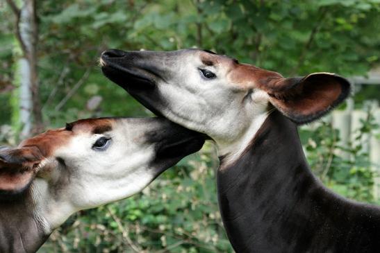 Okapi Zoo Frankfurt am Main 2012