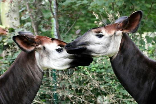 Okapi Zoo Frankfurt am Main 2012