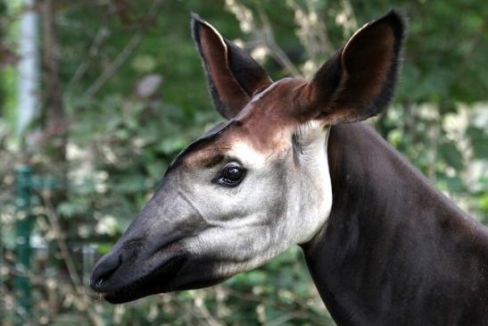 Okapi Zoo Frankfurt am Main 2012