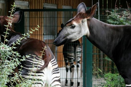 Okapi Zoo Frankfurt am Main 2012