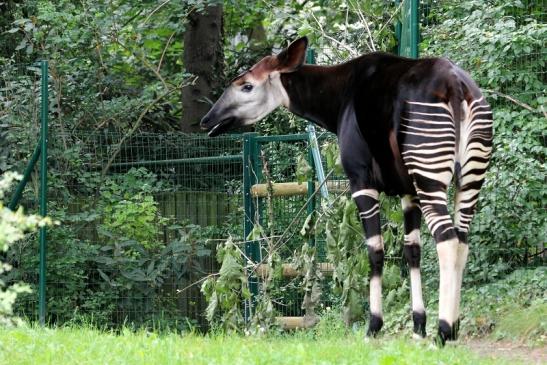 Okapi Zoo Frankfurt am Main 2012