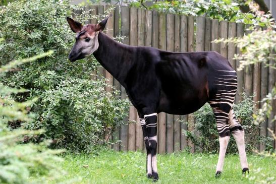 Okapi Zoo Frankfurt am Main 2012