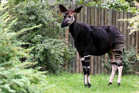 Okapi Zoo Frankfurt am Main 2012