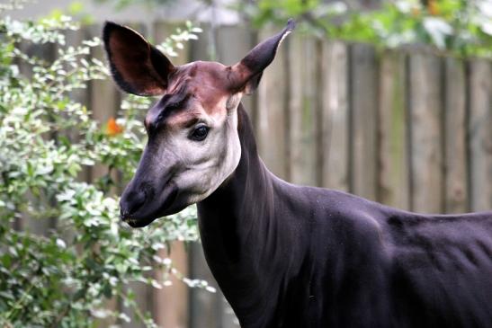 Okapi Zoo Frankfurt am Main 2012