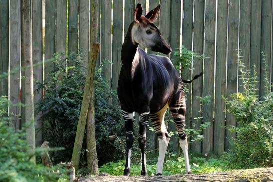 Okapi Zoo Frankfurt am Main 2012