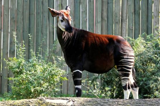 Okapi Zoo Frankfurt am Main 2012