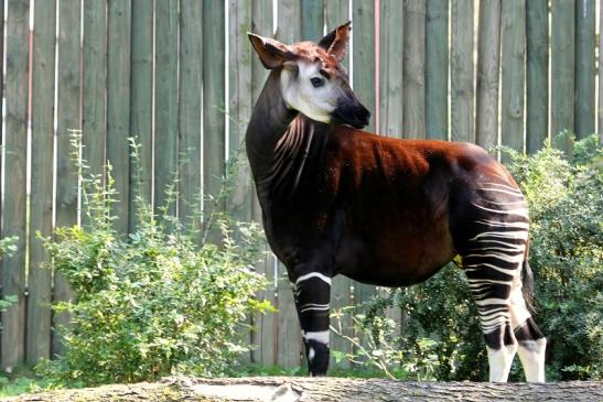 Okapi Zoo Frankfurt am Main 2012