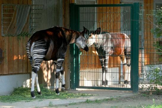 Okapi Zoo Frankfurt am Main 2012