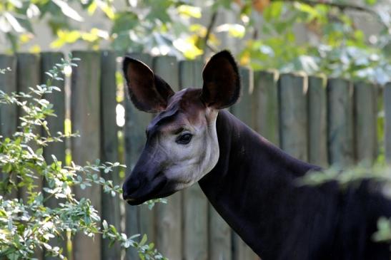 Okapi Zoo Frankfurt am Main 2012