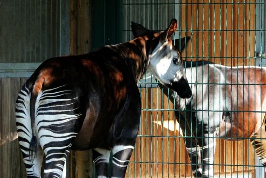 Okapi Zoo Frankfurt am Main 2012