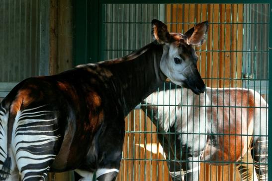 Okapi Zoo Frankfurt am Main 2012