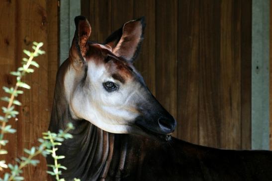 Okapi Zoo Frankfurt am Main 2012