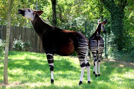 Okapi Zoo Frankfurt am Main 2012