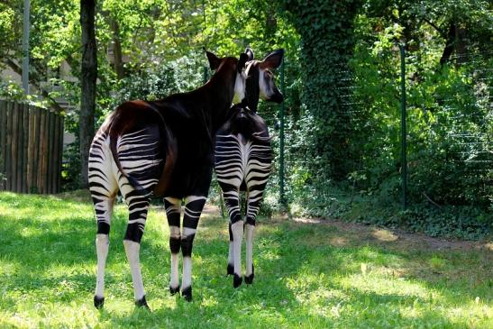 Okapi Zoo Frankfurt am Main 2012