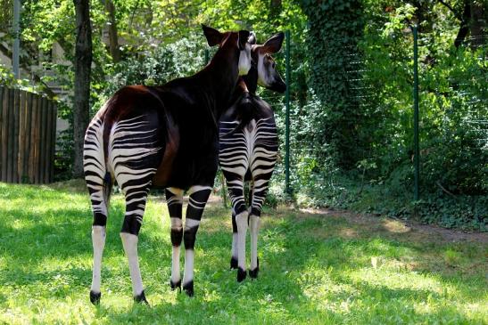 Okapi Zoo Frankfurt am Main 2012