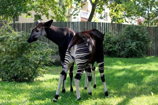 Okapi Zoo Frankfurt am Main 2012