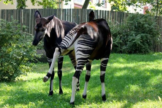 Okapi Zoo Frankfurt am Main 2012