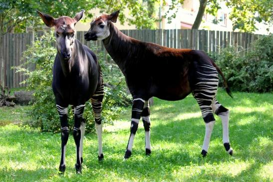 Okapi Zoo Frankfurt am Main 2012