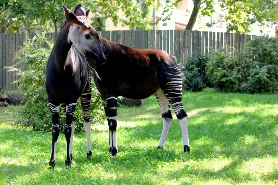 Okapi Zoo Frankfurt am Main 2012