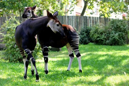 Okapi Zoo Frankfurt am Main 2012