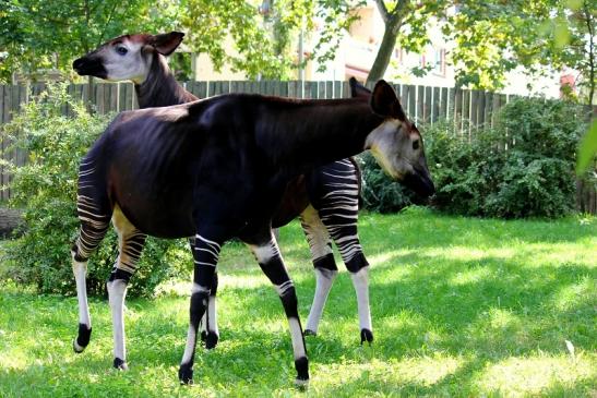 Okapi Zoo Frankfurt am Main 2012