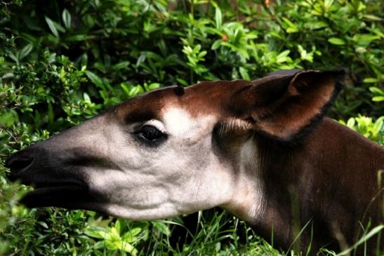 Okapi Zoo Frankfurt am Main 2013