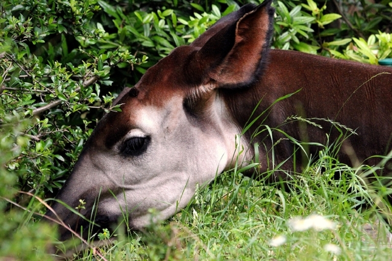 Okapi Zoo Frankfurt am Main 2013