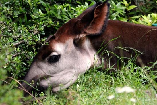 Okapi Zoo Frankfurt am Main 2013