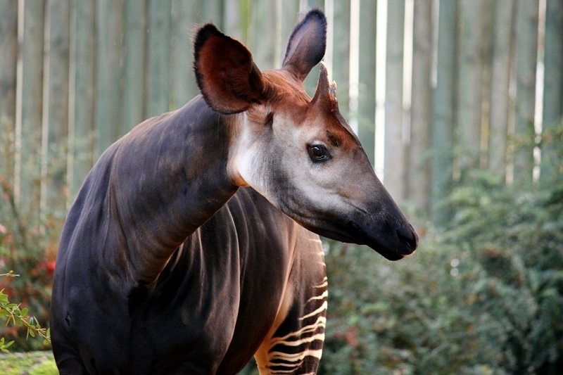 Daums Tierwelt - Okapi
