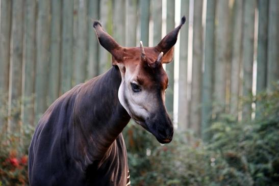 Okapi Zoo Frankfurt am Main 2013