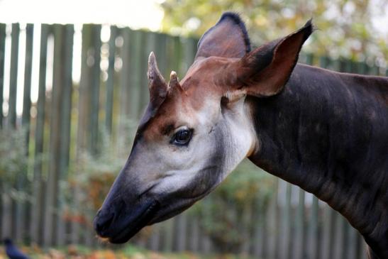 Okapi Zoo Frankfurt am Main 2013