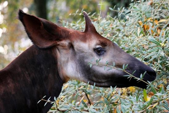 Okapi Zoo Frankfurt am Main 2013