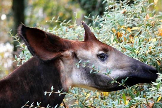 Okapi Zoo Frankfurt am Main 2013