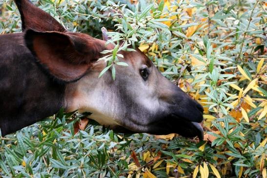 Okapi Zoo Frankfurt am Main 2013