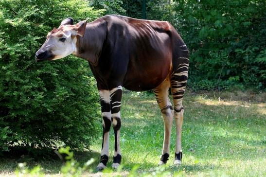 Okapi Zoo Frankfurt am Main 2014