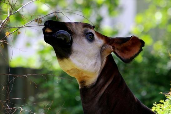 Okapi Zoo Frankfurt am Main 2014