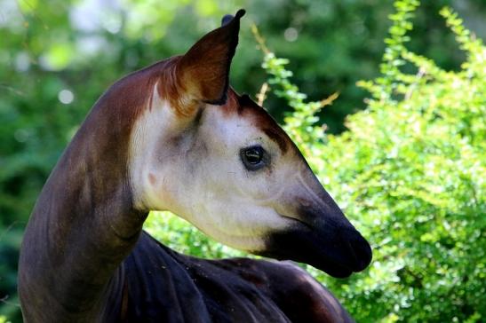 Okapi Zoo Frankfurt am Main 2014