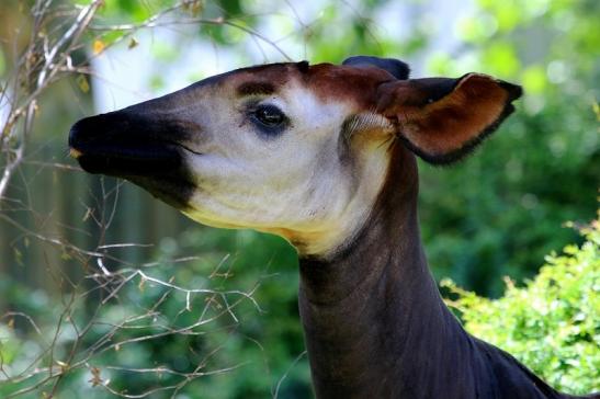 Okapi Zoo Frankfurt am Main 2014